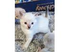 Adopt Leather a Cream or Ivory Oriental (short coat) cat in Ypsilanti