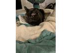 Adopt Princess a Gray or Blue Russian Blue / Mixed (short coat) cat in Omaha