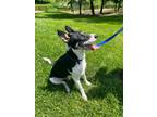 Adopt Travis a Blue Heeler / Mixed dog in Massillon, OH (41360349)