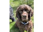 Adopt Brody a Brown/Chocolate Cocker Spaniel / Mixed dog in Whitewater