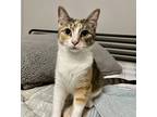 Adopt Sage a Brown Tabby Domestic Shorthair / Mixed Breed (Medium) / Mixed