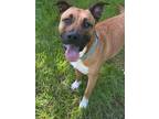 Adopt Millie (REDUCED FEE) a White German Shepherd Dog / Mixed dog in Tracy