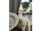 Adopt Gus a White Poodle (Standard) / Labradoodle / Mixed dog in Orem