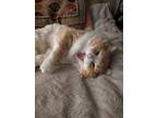 Adopt Gryffin a Orange or Red Tabby Domestic Longhair (long coat) cat in