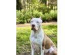 Adopt Baby Boi a White American Pit Bull Terrier dog in Wheaton, IL (41150297)