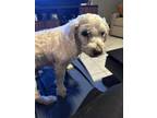 Adopt Zander a White Poodle (Standard) / Cocker Spaniel / Mixed dog in