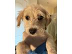 Adopt North a Tan/Yellow/Fawn Havanese / Terrier (Unknown Type