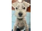 Adopt CHECKER a White Miniature Schnauzer / Mixed dog in Media, PA (41397205)