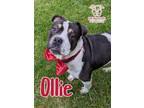 Adopt Ollie a Bull Terrier / Mixed dog in Laingsburg, MI (41385886)
