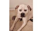 Adopt Range a Mastiff / Australian Cattle Dog / Mixed dog in Laingsburg