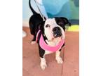 Adopt Molly Moo a Terrier (Unknown Type, Small) / Mixed dog in Ft.
