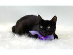 Adopt Eclipse a All Black Manx (short coat) cat in Kerrville, TX (41210921)