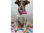 Adopt Ducky a Merle Australian Cattle Dog / Mixed dog in Kerrville