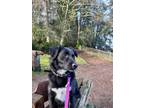 Adopt Daisy a Black - with White Collie / Goldendoodle / Mixed dog in Dupont