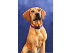 Adopt Lolah a Bloodhound / Mixed dog in Gloversville, NY (41395921)