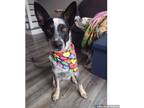 Adopt Collins a Gray/Blue/Silver/Salt & Pepper Blue Heeler / Mixed dog in Plain