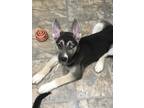 Adopt Shepsky Puppies a Tricolor (Tan/Brown & Black & White) German Shepherd Dog
