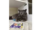 Adopt Samuel Adams a Gray or Blue Chartreux / Mixed (long coat) cat in