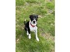 Adopt Piper a White - with Black Whippet / Terrier (Unknown Type