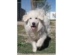 Adopt Rhett a Great Pyrenees dog in Windsor, CO (41391305)