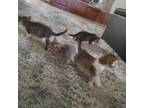 Adopt Kittens a Gray or Blue American Shorthair / Mixed (short coat) cat in
