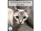 Adopt Queso a Cream or Ivory Siamese (short coat) cat in Cincinnati