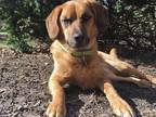 Adopt Cooper a Red/Golden/Orange/Chestnut Retriever (Unknown Type) / Beagle /