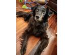 Adopt Lacey a Black Border Collie / Mixed Breed (Small) / Mixed dog in