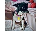 Adopt Cherish (WA) a Black - with White Rat Terrier / Mixed dog in Seattle