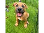 Adopt Frosted a Tan/Yellow/Fawn American Pit Bull Terrier / Mixed Breed (Medium)