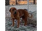 Adopt Frizzle a Brown/Chocolate Mastiff / American Pit Bull Terrier / Mixed dog