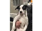 Adopt Kuma a White - with Black Dogo Argentino / American Pit Bull Terrier /