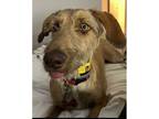 Adopt Ginny a Red/Golden/Orange/Chestnut Doberman Pinscher / Mixed dog in Orange