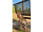 Adopt Nos a Tan/Yellow/Fawn Carolina Dog / Australian Shepherd / Mixed dog in