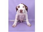 Adopt Kirk a White Golden Retriever / Mixed Breed (Medium) / Mixed (short coat)