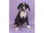 Adopt Kacy a Black Golden Retriever / Mixed Breed (Medium) / Mixed (short coat)