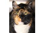 Adopt Ally a All Black Manx / Mixed Breed (Medium) / Mixed (short coat) cat in