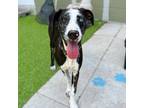 Adopt Knox a Merle Catahoula Leopard Dog / Catahoula Leopard Dog dog in Tampa