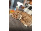 Adopt Oliver a Orange or Red Domestic Shorthair / Mixed (short coat) cat in