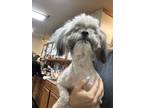 Adopt Snyder a Merle Shih Tzu / Mixed Breed (Medium) / Mixed (short coat) dog in