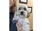 Adopt Pretzel a Merle Shih Tzu / Mixed Breed (Medium) / Mixed (short coat) dog