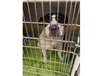 Adopt Raine a White American Staffordshire Terrier / Mixed Breed (Medium) /