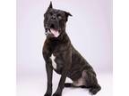 Adopt Mufasa a Brindle Cane Corso / Cane Corso dog in Tampa, FL (41384016)
