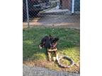 Adopt Pike a Tricolor (Tan/Brown & Black & White) Australian Cattle Dog /