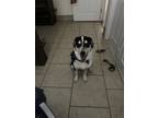 Adopt Thor a Black - with Tan, Yellow or Fawn Catahoula Leopard Dog / Mixed dog