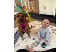 Adopt Raegan a Tan/Yellow/Fawn American Staffordshire Terrier / Mixed dog in