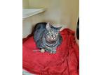 Adopt Ringo a Brown Tabby Domestic Shorthair cat in Portland, OR (41396030)