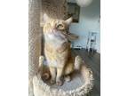Adopt Eevee a Orange or Red Tabby Domestic Shorthair (short coat) cat in