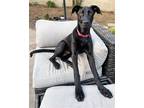 Adopt Schumpi a Black Great Dane / Labrador Retriever / Mixed dog in Corona