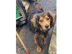 Adopt Sparky a Brown/Chocolate Cocker Spaniel / Mixed dog in Miami